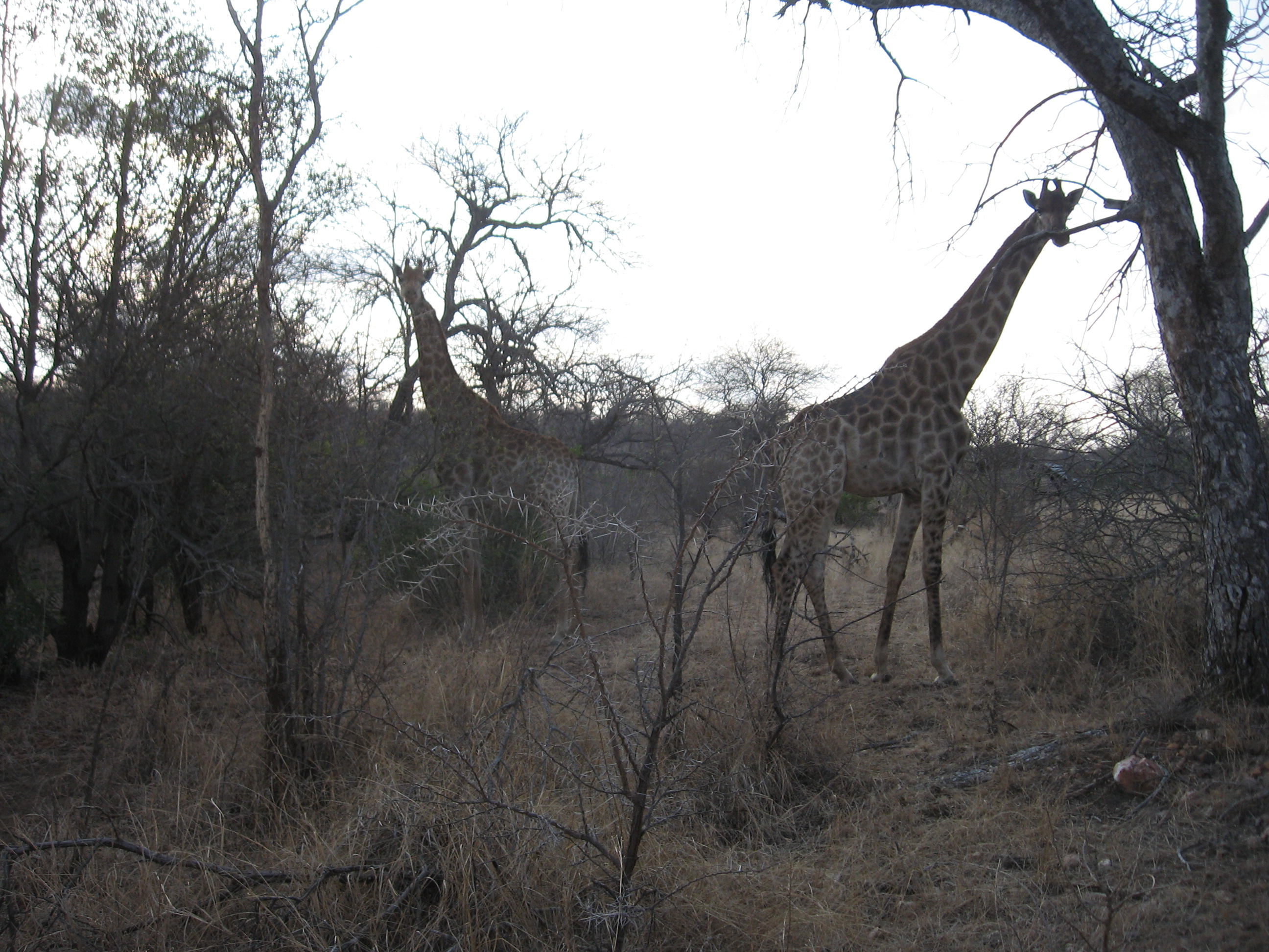Le Parc KRUGER  Les girafes